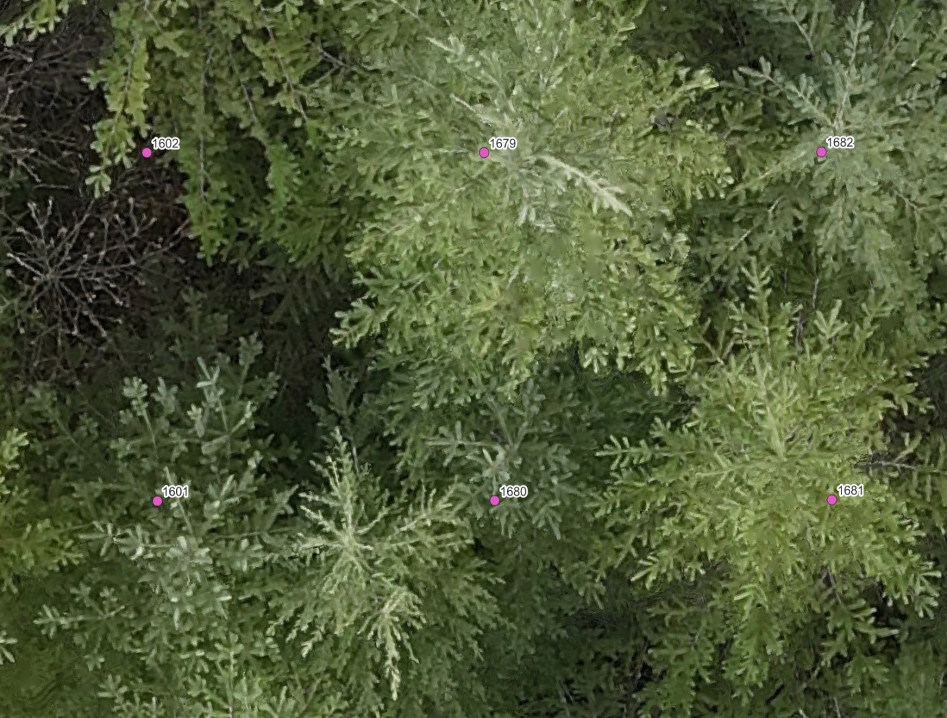 Zoomed in visual of the georeferenced tree grid for 6 trees overlain on the P1 orthomosaic.