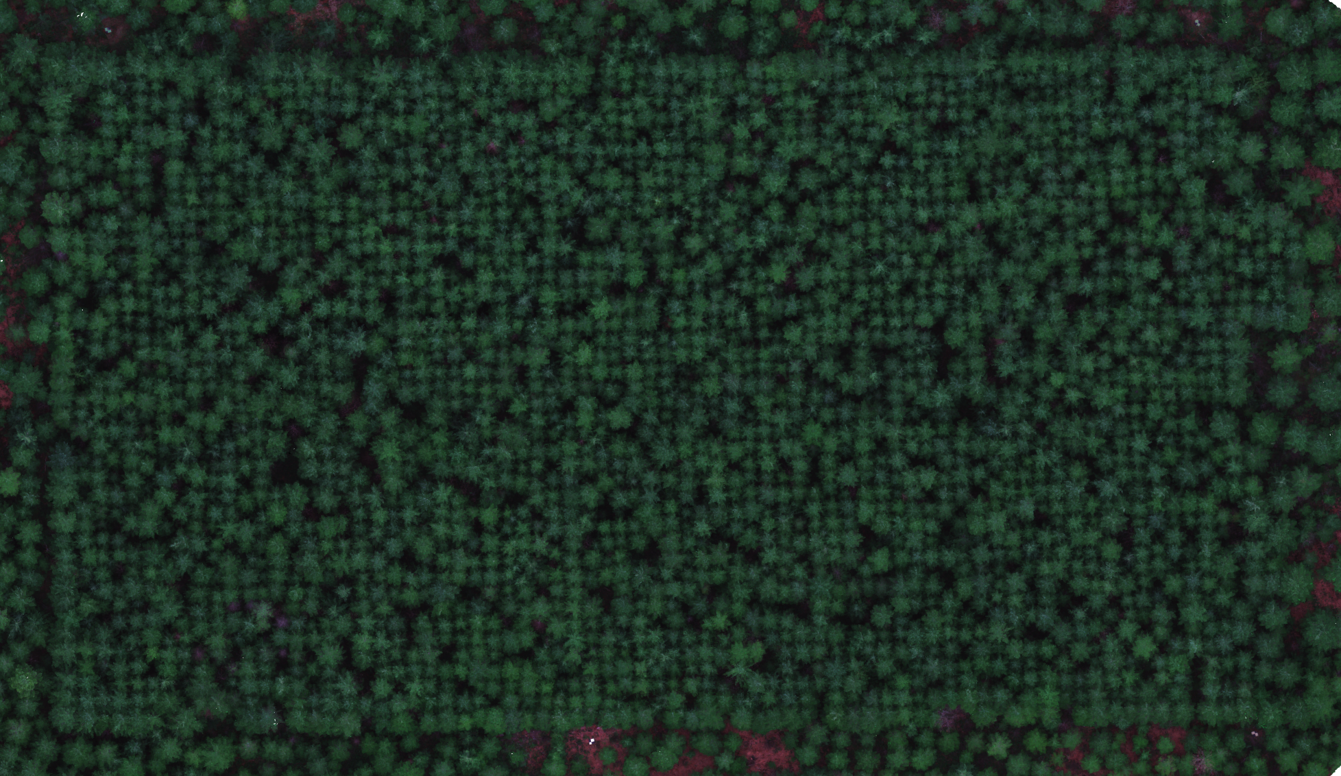 Left: MS orthomosaic in variable light. Right: MS orthomosaic in even diffuse light.