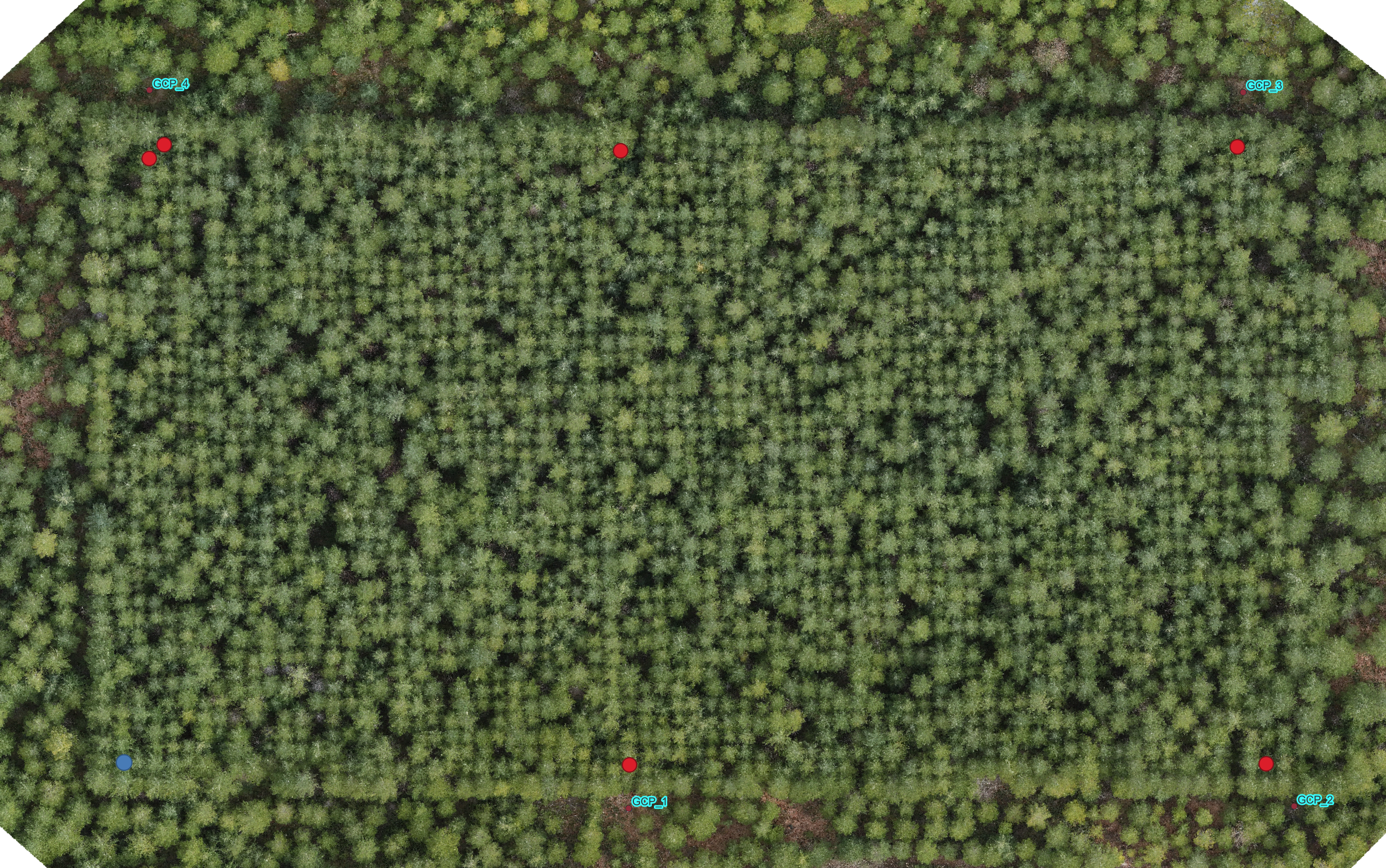 P1 orthomosaic of the site with GCPs and georeferenced trees marked with red dots