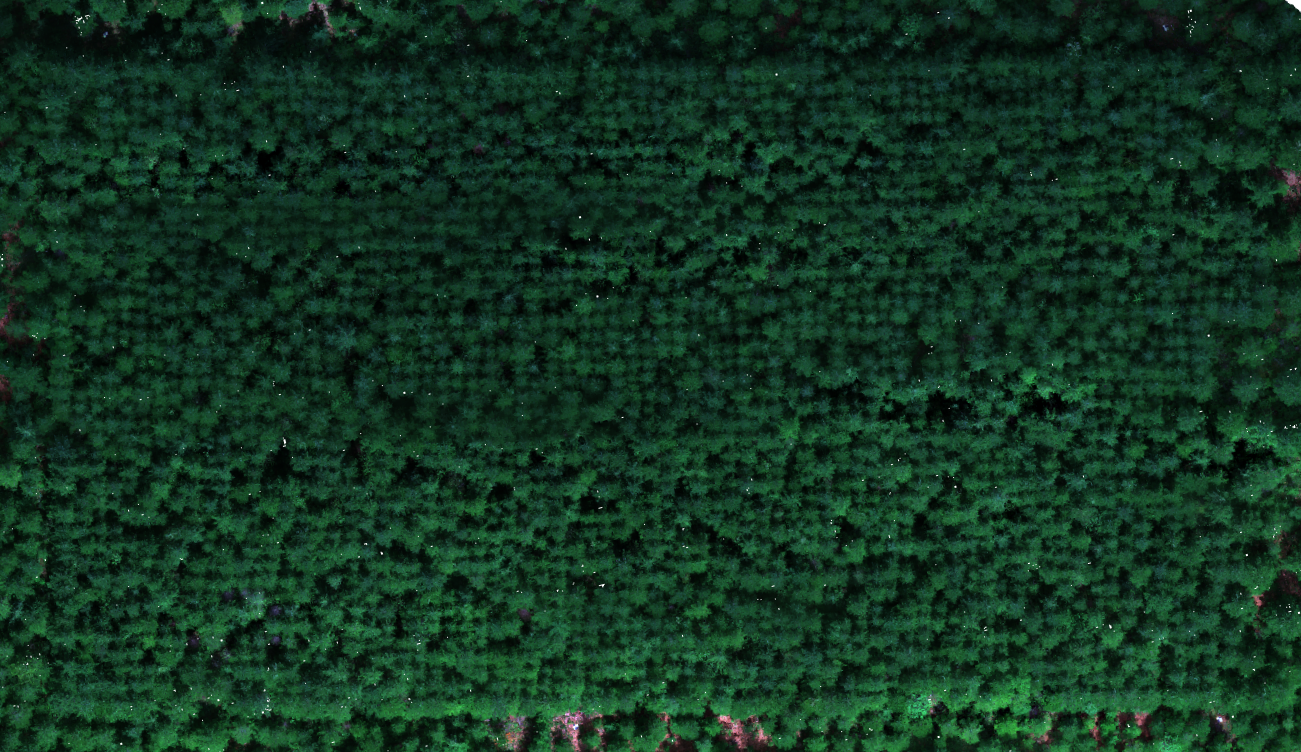 Left: MS orthomosaic in variable light. Right: MS orthomosaic in even diffuse light.